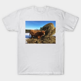 Scottish Highland Cattle Cow 2311 T-Shirt